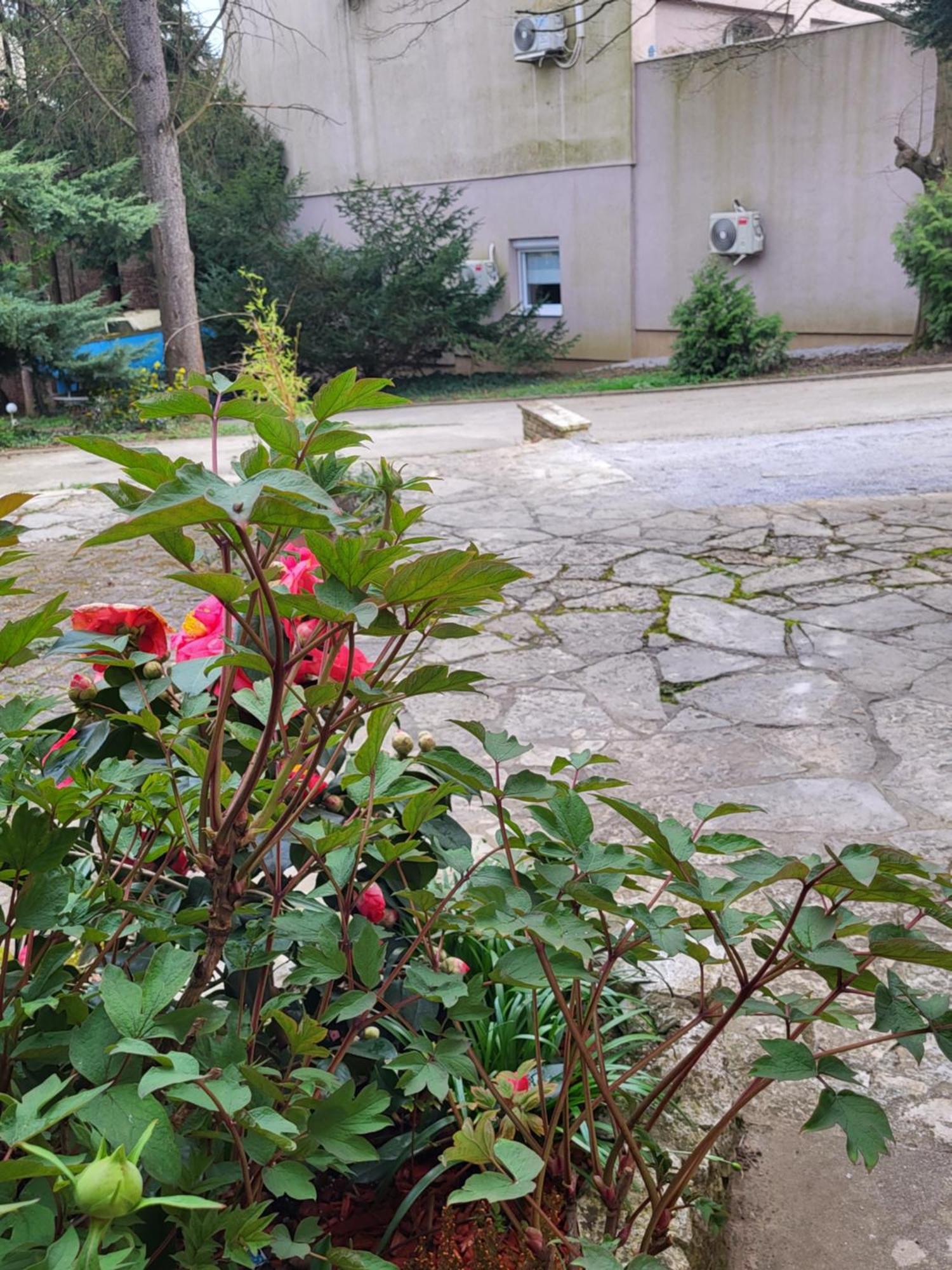 Villa Vino & Grad Záhřeb Exteriér fotografie